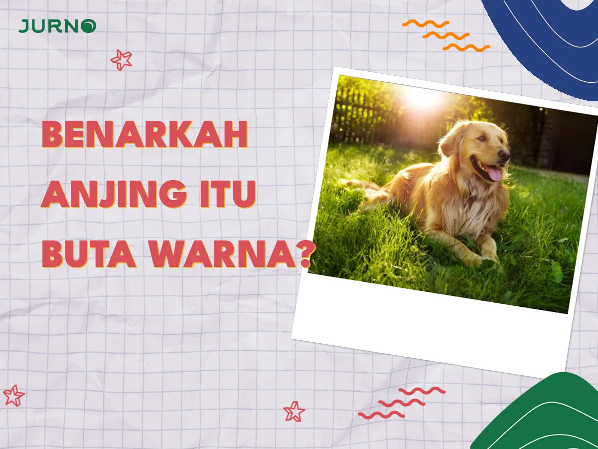 Apakah Benar Anjing Buta Warna Apakah Benar Anjing Buta Warna