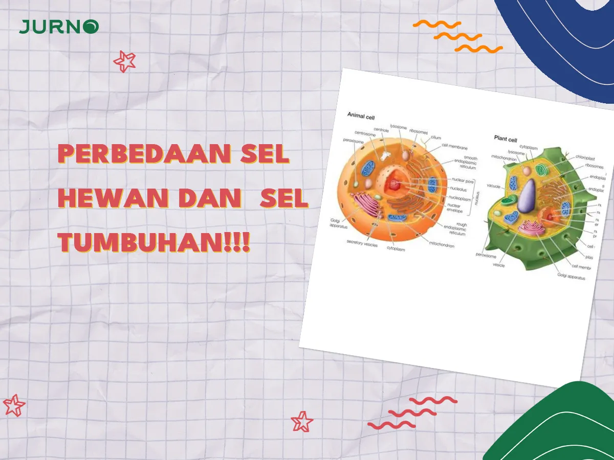 Perbedaan Sel Hewan dan Sel Tumbuhan