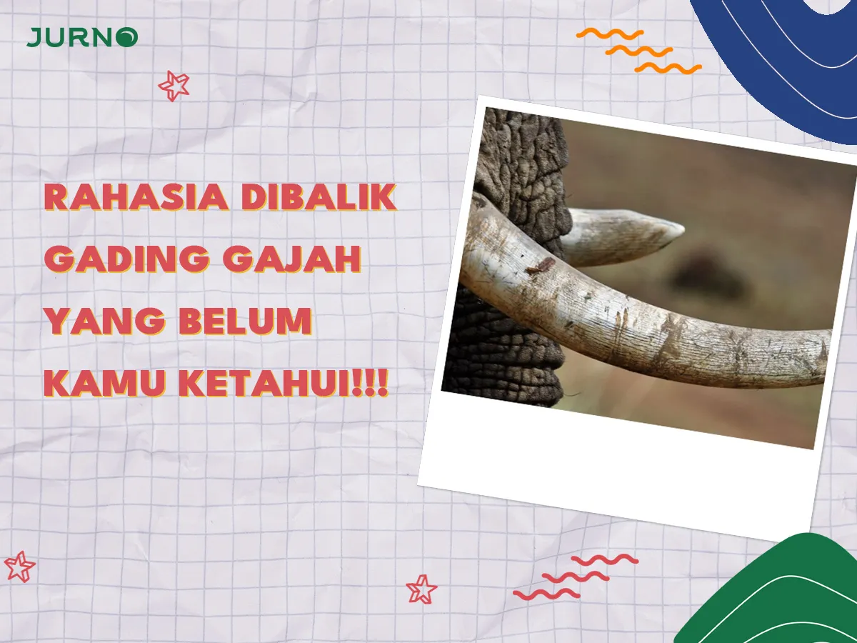 Rahasia di Balik Gading Gajah: Fakta Mengejutkan yang Wajib Kamu Tahu! Rahasia di Balik Gading Gajah: Fakta Mengejutkan yang Wajib Kamu Tahu!