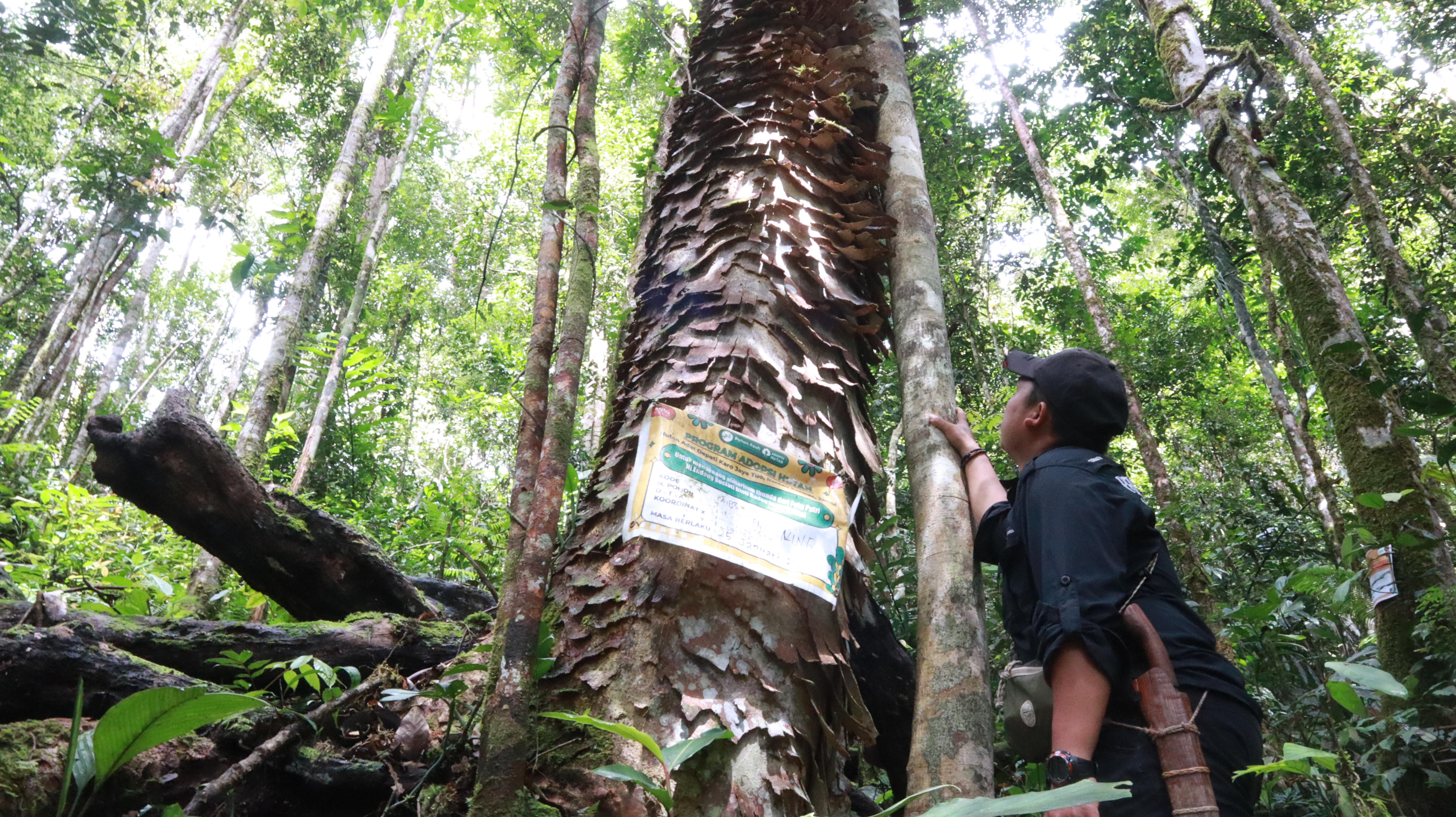 Ketua KPHA Depati Karo Jayo, Arif Rahmad Anshori (25), menujukkan Pohon Trenggiling, yang merupakan pohon langka di Hutan Adat Depati Karo Jayo Tuo. (Foto: M Sobar Alfahri)